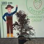 Javor dlaňolistý (Acer palmatum) ´BLOODGOOD´ - výška 120-140 cm, kont. C20L 